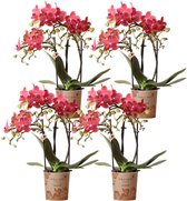 Kolibri Orchids | COMBI DEAL van 4 Rode Phalaenopsis orchideeën - Congo - potmaat Ø9cm | bloeiende kamerplant - vers van de kweker