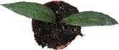 Plantenboetiek.nl | Hoya Clemensiorum Sumatra - Ø10,5cm - 15cm hoog - Kamerplant - Groenblijvend