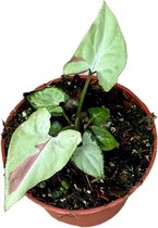 Plantenboetiek.nl | Syngonium Strawberry Milk - Ø10.5cm - 15cm hoog - Kamerplant - Groenblijvend