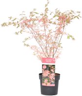 Plant in a Box - Japanese Maple 'Taylor' - Japanse Esdoorn winterhard - Limited edition Acer boom - Pot 19cm - Hoogte 50-60cm