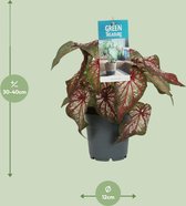 Plantenboetiek.nl | Caladium Bicolor - Ø12cm - 25cm hoog - Kamerplant - Groenblijvend