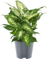 Plantenboetiek.nl | Dieffenbachia Compacta - Ø14cm - 35cm hoog - Kamerplant - Groenblijvend