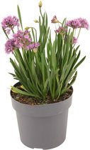 Plantenboetiek.nl | Allium 'Millenium' - Ø17cm - 40cm hoog - Tuinplant