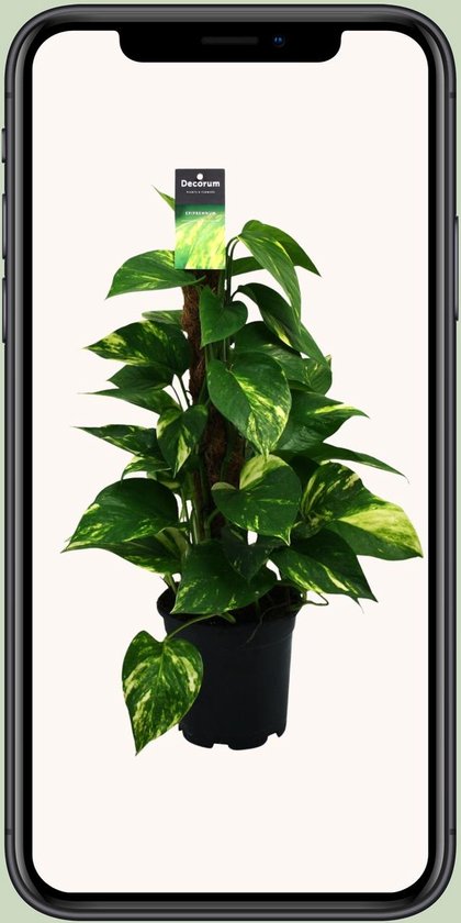 Plantenboetiek.nl | Scindapsus (Epipremnum) - Ø15cm - 50cm hoog - Kamerplant - Groenblijvend