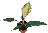 Plantenboetiek.nl | Philodendron Choco Empress - Ø10.5cm - 15cm hoog - Kamerplant - Groenblijvend