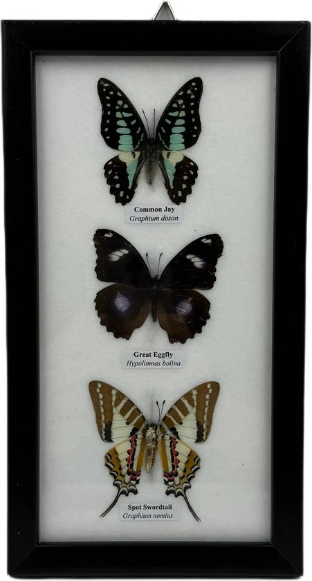 Western Deco - 3x vlinder in lijst - opgezette insect - 25x14 cm - #1