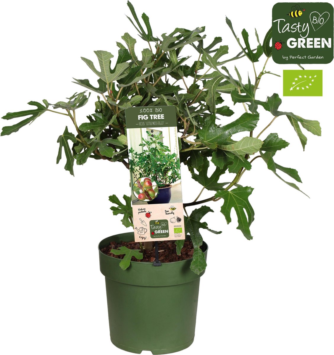 Plantenboetiek.nl Ficus Carica 'Little Miss Figgy' Ø23cm 50cm hoog Tuinplant