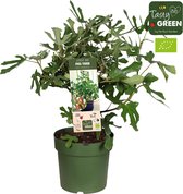 Plantenboetiek.nl | Ficus Carica 'Little Miss Figgy' - Ø23cm - Hoogte 50cm - Tuinplant