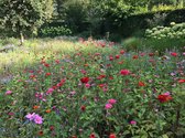 Veldbloemen zaad - Rode en Roze Tinten 1 kilo - 500 m2 - éénjarig bloemenmengsel - rode korenbloem - klaproos - zinnia - bloemenweide - bijen – vlinders