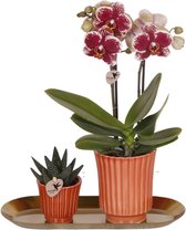 Kado-Tip! Kamerplantenset, Phalaenopsis Orchidee + Succulent in Retro terracotta pot, op een gouden smalle dienblad, Kleur Geel-Rode,
