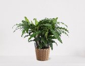 Calathea Blue Grass in siermand May Naturel – groene kamerplant – luchtzuiverende calathea - 35-50cm - Ø13 – geleverd met plantenpot – vers uit de kwekerij