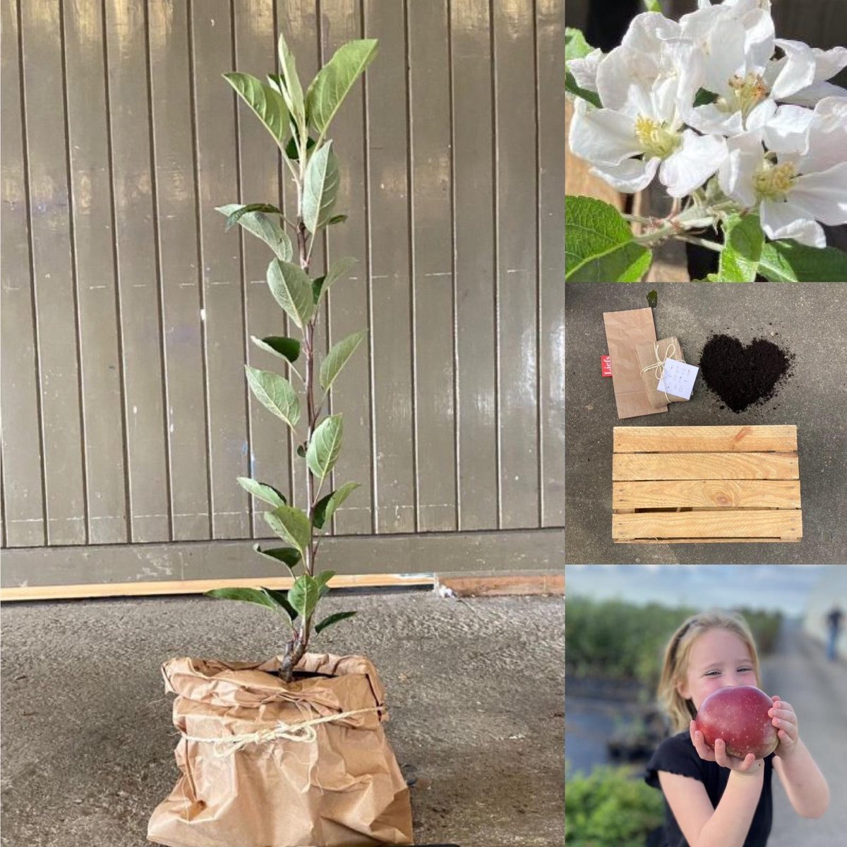 APPELTUINTJE | LiefsLabel | Cadeaupakket | Cadeau | Bruiloft | Verjaardag | Pensioen | Juf / Meester | Duurzaam | Tuin | Moestuin | Appelboom | Groen | Geschenk | Origineel Kerstpakket