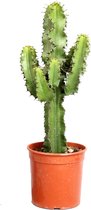Cactus – Kerstster (Euphorbia Cactus Erytrea) met bloempot – Hoogte: 70 cm – van Botanicly