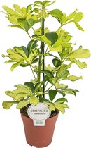 Groene plant – Vingersboom (Schefflera) – Hoogte: 45 cm – van Botanicly