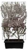 Loofboom – Laurierkers (Prunus nipponica Brillant) – Hoogte: 180 cm – van Botanicly