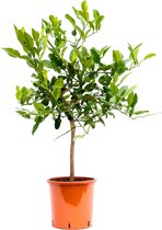 Fruitboom – Kaffir Limoen (Citrus Hystrix) – Hoogte: 85 cm – van Botanicly