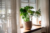 Seegras Bloempot, sierpot, gevlochten, decoratieve plantenmand met folieinzetstuk in boho-stijl, natuur/rood, 27 cm