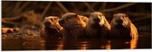 Acrylglas - Water - Dieren - Bevers - 120x40 cm Foto op Acrylglas (Wanddecoratie op Acrylaat)