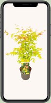 Japanse Esdoorn, struik/boom, kleur geel/goudgeel/orange/ rood, Acer palmatum Orange Dream - Ø19 - ↨40cm