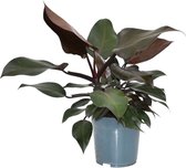 Groene plant – Philodendron (Philodendron Purple Congo) – Hoogte: 70 cm – van Botanicly