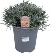 Lavendel (Lavandula angustifolia) – Hoogte: 45 cm – van Botanicly