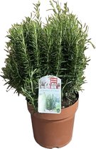 Kruidenplant – Rozemarijn (Rosmarinus officinalis) met bloempot – Hoogte: 50 cm – van Botanicly