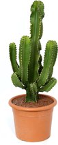 Cactus – Cowboycactus (Euphorbia Erytrea) met bloempot – Hoogte: 95 cm – van Botanicly