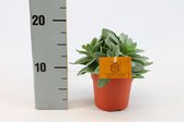 Vetplant – Kruiskruid (Senecio Cephalophorus) – Hoogte: 15 cm – van Botanicly