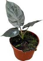 Alocasia – Olifantsoor (Alocasia Black Magic) – Hoogte: 15 cm – van Botanicly