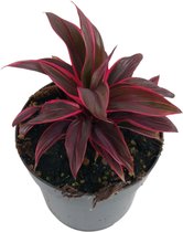 Groene plant – Koolpalm (Cordyline Pink Champion) – Hoogte: 20 cm – van Botanicly