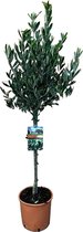 Fruitboom – Olijf boom (Olea Europaea) met bloempot – Hoogte: 120 cm – van Botanicly