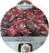 Physocarpus Lady in Red sierheester
