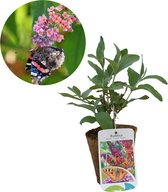 Vlinderstruik | Buddleja 'Flower Power' | Drie kleuren in een bloem | Tuinplanten
