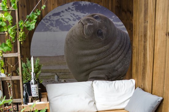 Garden Circle Seals - Funny - Enfants - Garçons - Filles - Enfant - 150x150 cm - Affiche Ronde de Jardin - Extérieur