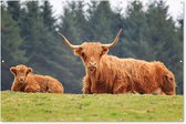 Muurdecoratie Schotse hooglander - Zon - Gras - 180x120 cm - Tuinposter - Tuindoek - Buitenposter