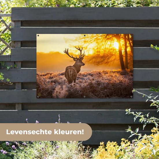 Hert met geweien staat in de ochtendzon op een bevroren heideveld. Tekst: 'Levensechte kleuren!'.