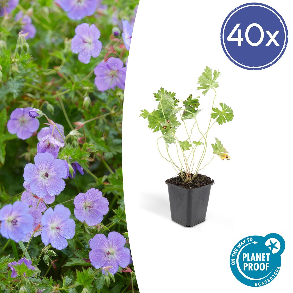 Plantenboetiek.nl Geranium Rozanne 40 stuks Ø9cm 25cm hoog Tuinplant Multideal