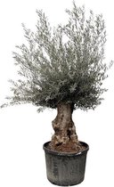Olijfboom miniatuurversie (Olea Europaea Bonsai) 225 cm hoog
