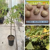 Walnootboom Juglans regia Mini Multiflora Nr.14 | Boomhoogte: 80-120 cm | Pot: 7 liter
