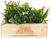 Luchtzuiverende Kamerplanten in Pot met Watergeefsysteem – Home is where the plants are – Nieuwe Woning Cadeau - 3 Stuks - Flowerbox