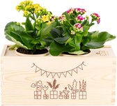 Blooms out of the Box M 'Félicitations' - 2 plantes à fleurs - cadeau d'anniversaire / cadeau de retraite
