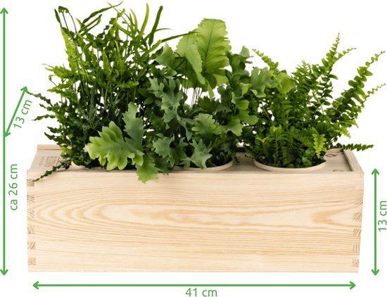 Kamerplanten cadeau – hart onder de riem – met watergeefsysteem - BloomsBox