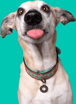 DWAM Dog with a Mission – Halsband hond – Hondenhalsband – Turquoise – XXS – Leer – Halsomvang tussen 19-24 x 2 cm – Paddy Lee