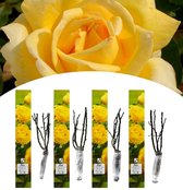 NatureNest - Geurende Grootbloemige tuinrozen mix - 4x Parfumé de Envy - Geel - 4 stuks - 50-60 cm