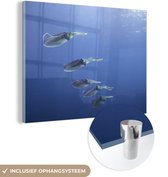 MuchoWow® Glasschilderij 40x30 cm - Schilderij acrylglas - Inktvis - Dieren - Zee - Foto op glas - Schilderijen