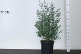 Eucalyptus Gunnii - Eucalyptus Plant - Gomboom - Tuinplanten - Winterhard - ⌀23 cm - 60-80 cm