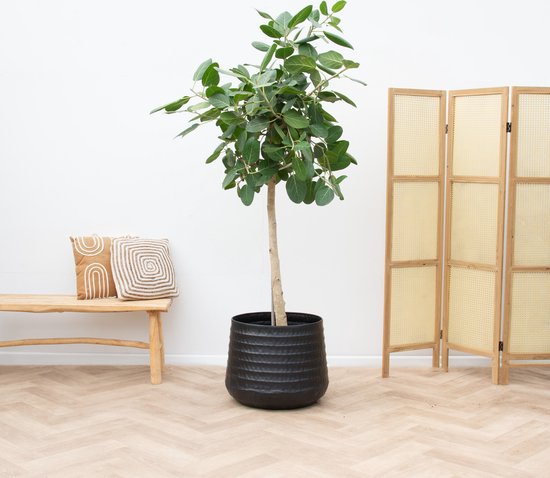 Ficus benghalensis
