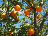 Sinaasappelboom Citrus sinensis h 130 cm st. omtrek 10 cm