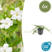 FloraFiesta - Witte Maagdenpalm - Vinca minor Alba - Set van 6 - Hoogte 15-20cm - Potmaat Ø9cm