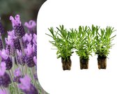 Lavendel, set van 3 pluggen. Lavendula, Stoechas, Kuiflavendel, Lavendula Lovendula Speedy Purple, Vlinderlavendel, Pluimlavendel, vaste plant, paars, bloeiende plant, bloomboost